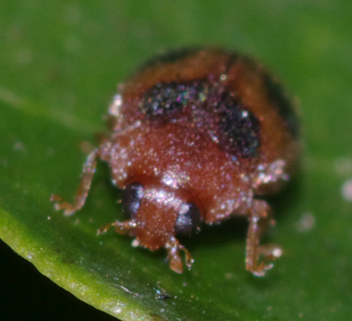 Coccinellidae da identificare